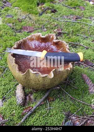 Boletus (Boletus edulis) großes Exemplar, Vergleich mit einem Messer, Allgaeu, Bayern, Deutschland, Allgaeu, Bayern, Deutschland, Europa Stockfoto