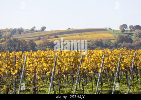 Die Rebsorten nehmen im Herbst in den Weinbergen in Proschwitz und Umgebung, Meissen, Sachsen, Deutschland, Europa unterschiedliche Farben an Stockfoto