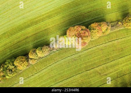 Heckenstruktur als Linien, vertikale Luftaufnahme im Herbst, Mildenau, Erzgebirge, Sachsen, Deutschland, Europa Stockfoto