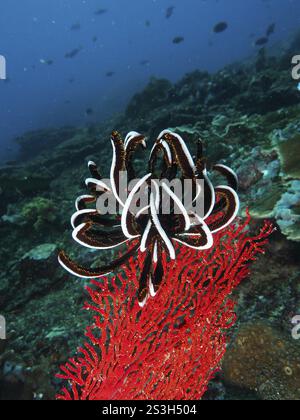 Schwarz-weiß Bennetts Haarstern (Anneissia bennetti) im Gegensatz zum roten Gorgonien auf einem Korallenriff, Tauchplatz Toyapakeh, Nusa Ceningan, Nusa Penida Stockfoto