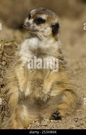 Porträt eines Erdmännchens Suricata suricatta, der auf seinen Hinterbeinen sitzt, Südafrika, Afrika Stockfoto