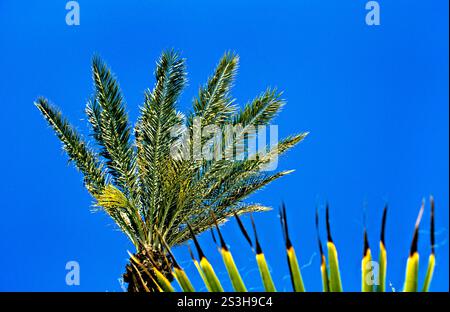 Palme vor blauem Himmel, Tunesien, Nordafrika. Stockfoto