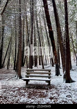 Winterszene mit einer schneebedeckten Bank zwischen hohen Bäumen in einem Wald. Keine Personen. Stockfoto