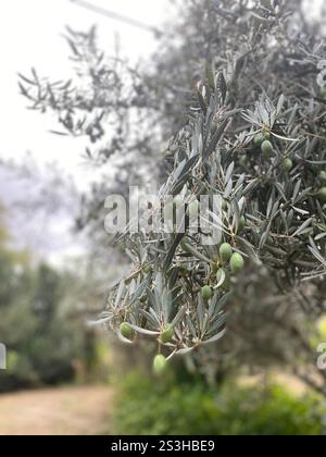 Nahaufnahme von Oliven, die auf einem Olivenbaum in spanien wachsen Stockfoto