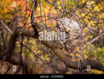 Das verwitterte Hornissennest hängt zart an kargen Ästen, umgeben von Herbstlaub, und fängt das Gleichgewicht zwischen Schönheit und Resilenz der Natur ein. Stockfoto