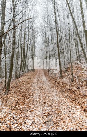 Waldweg bedeckt mit Laub umgeben von Buchen bedeckt mit Frost. Zauberhafte Winterlandschaft. Stockfoto