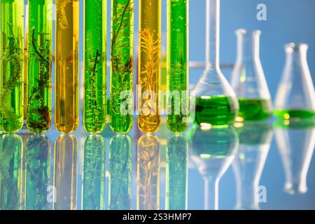 Industrielabor für Algenbrennstoffe, das nach Alternativen zu fossilen Algenbrennstoffen oder Algenbiotreibstoffen sucht. Konzept OHNE CO2-Emissionen. Stockfoto