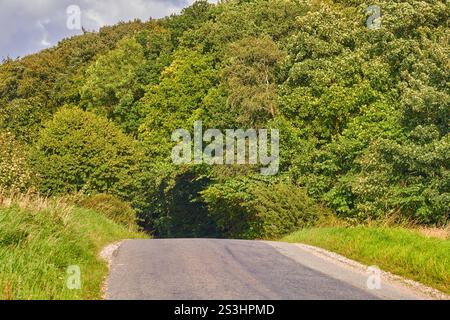 Bäume, Straße und Tunnel mit Berggrün für Wanderwege, Reisen oder Naturlandschaften auf dem Land. Landschaft, Pflanzen oder Grasfeld mit Weg, Straße Stockfoto