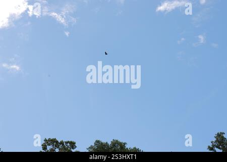 Wunderschöner blauer Himmel mit einem Vogel, der über uns fliegt Stockfoto