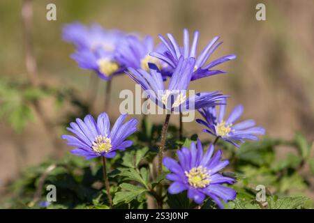 Balkanwindblumen (Anemone blanda) in voller Blüte vor einem verschwommenen Hintergrund Stockfoto