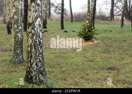 Ein geschmückter Weihnachtsbaum steht umgeben von Birken in einer ruhigen Waldlandschaft, die den Kontrast von natürlicher Schönheit und festlichem Geist einfängt. Stockfoto