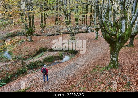 Buchenwald in Vizcaya. Hayedo Otzarreta, Gorbeia. Herbstlandschaft. Spanien Stockfoto