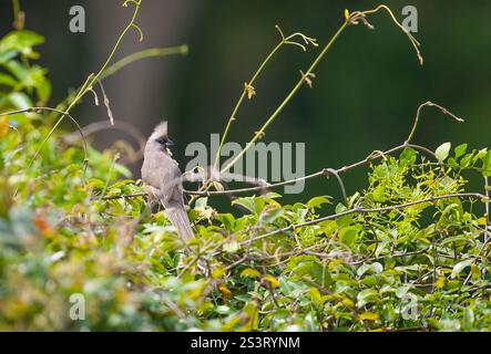Der gesprenkelte Mousebird (Colius striatus) ist die größte Mousebirdart und eine der häufigsten Mousebirdarten. Sie ist häufig in bewaldeten Gebieten in der Nähe von t Stockfoto