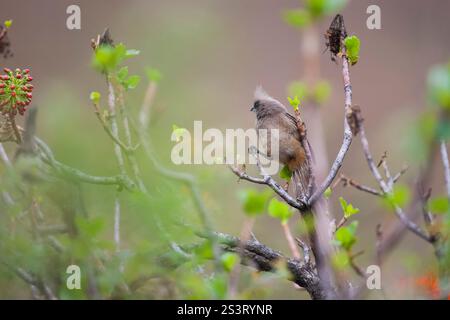 Der gesprenkelte Mousebird (Colius striatus) ist die größte Mousebirdart und eine der häufigsten Mousebirdarten. Sie ist häufig in bewaldeten Gebieten in der Nähe von t Stockfoto