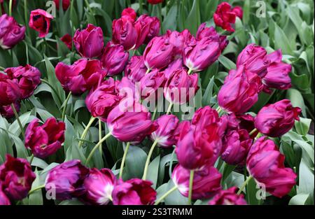 Violette Tulpen genannt Purple Stone. Triumphgruppe. Tulpen sind in Gruppen unterteilt, die durch ihre Blütenmerkmale definiert werden Stockfoto