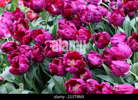 Violette Tulpen genannt Purple Stone. Triumphgruppe. Tulpen sind in Gruppen unterteilt, die durch ihre Blütenmerkmale definiert werden Stockfoto