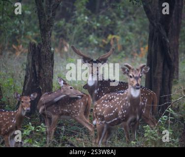 Eine Nahaufnahme einer Gruppe von gefleckten Hirschen mit Fokus auf nur einem Hirsch in einem Wald Stockfoto