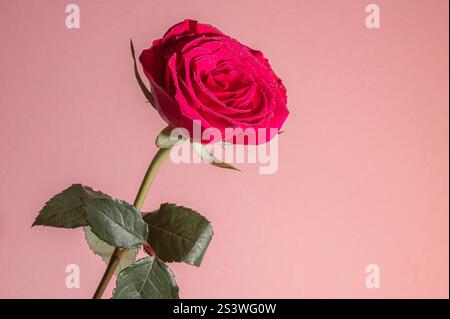 Eine einzelne rote Rose, vor einem sehr hellrosa Hintergrund. Die Rosenblätter haben Wassertropfen auf sich. Platz zum Kopieren. Stockfoto