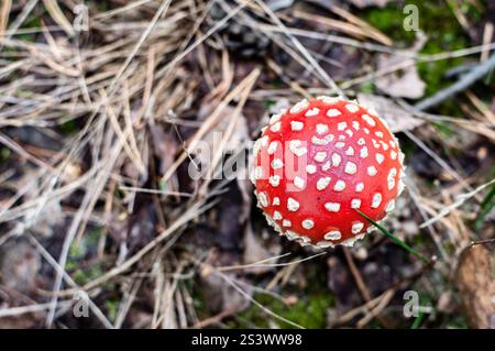 Nahaufnahme eines leuchtenden roten Krötenhockers mit weißen Flecken, eingebettet in einen Wald, umgeben von getrockneten Blättern und Gras - Amanita muscaria Stockfoto