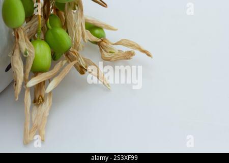 Eine Nahaufnahme von getrocknetem Pflanzenmaterial mit leuchtend grünen Schoten und gelblichen, zerknitterten Blättern vor einem sauberen weißen Hintergrund, was die Betonung unterstreicht Stockfoto