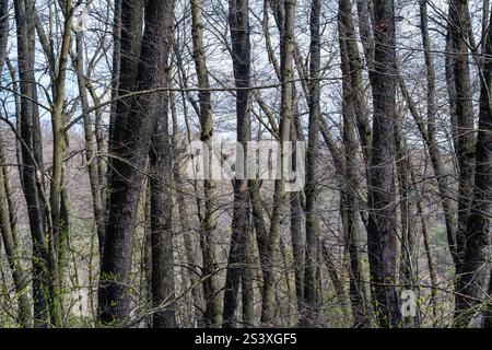 Ein Wald im Winter zeigt hohe, blattlose Bäume mit dünnen Ästen, die zum Himmel reichen. Graue Wolken erheben sich über uns und schaffen ein heiteres, aber düsteres Licht Stockfoto