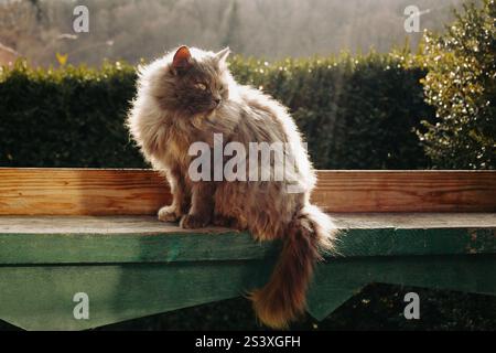 Graue, lustige flauschige Katze im Sonnenlicht. Es ist Mittag. Die Katze sitzt. Stockfoto