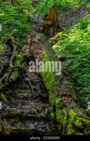 Auf dem Waldboden liegt ein moosbedeckter Baumstamm, der sich mit leuchtend grünem Laub verschmilzt. Das Sonnenlicht zieht durch die Bäume und beleuchtet die üppige Umgebung Stockfoto