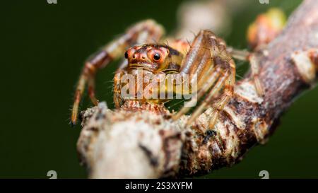 Makroaufnahmen einer springenden Spinne auf einem Ast in extremer Nahaufnahme mit ihren komplexen Details und leuchtenden Farben Stockfoto