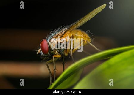 Nahaufnahme einer gelben Fliege mit roten Augen auf einem leuchtend grünen Blatt, die die komplizierten Details ihres Körpers hervorhebt Stockfoto