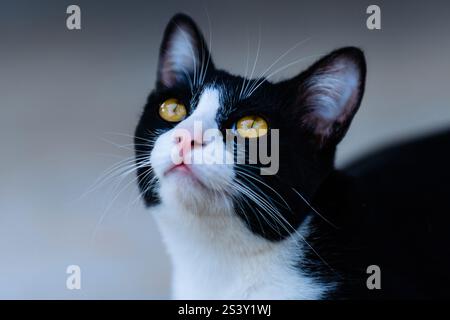 Nahaufnahme einer schwarz-weißen Katze, die nach oben blickt, mit ihren hellgelben Augen, die zu ihrem neugierigen Ausdruck beitragen Stockfoto