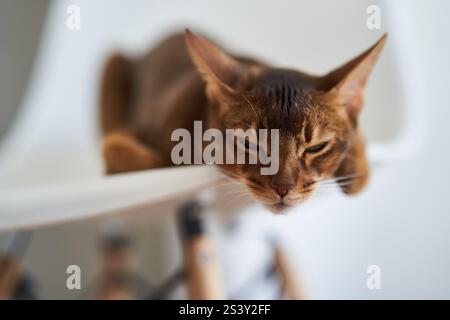 Schöne Bengalkatze, die auf einem Stuhl sitzt Stockfoto