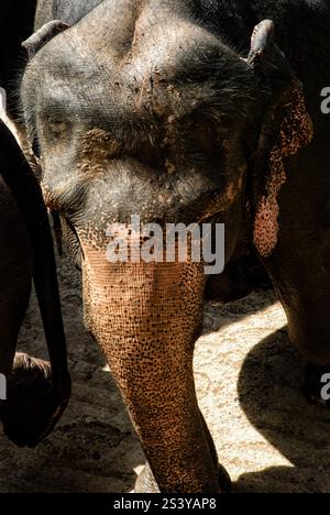 Elefanten-Nahaufnahme im Elefantenwaisenhaus Pinnawala, Sri Lanka. Stockfoto