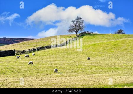 Landszene mit Schafen in einem umzäunten Feld Bäume und einem Kaninchen vor tiefblauem Himmel und flauschigem weißen Cumulus Stockfoto