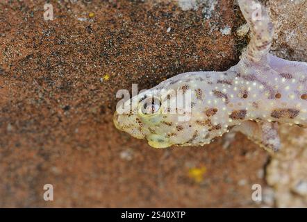 Mediterranes Haus gecko Stockfoto