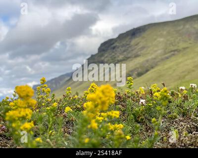 Leuchtend gelbe Wildblumen heben sich von einem grasbewachsenen Hügel unter einem bewölkten Himmel ab und zeigen die Schönheit der Natur im Frühling. Stockfoto