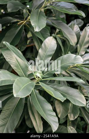 Nahaufnahme einer tropischen Palmenpflanze Stockfoto