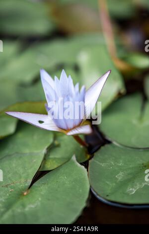Blaue Seerose schwimmt auf grünen Blättern Stockfoto
