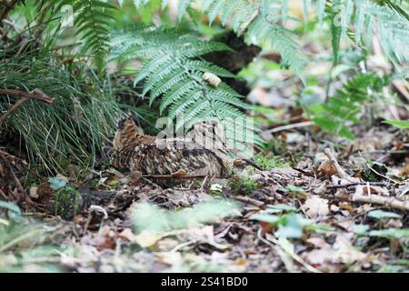 Eurasische waldschnepfe Scolopax rusticola ruhen Stockfoto