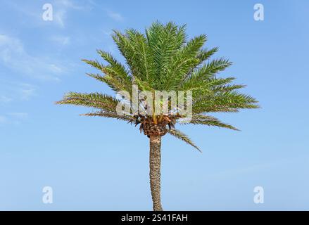 Isolierte grüne Kokospalme auf blauem Himmel, die tropische Sommerferien in einem heißen, sonnigen und warmen Reiseziel darstellt Stockfoto