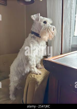 Weißer Mini-Schnauzer, der auf einem Stuhl steht und aus einem sonnendurchfluteten Fenster blickt Stockfoto