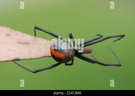 Nahaufnahme von Australian Redback Spider Stockfoto