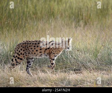 Serval (Leptailurus serval) Jagd im Ngorongoro-Krater Stockfoto