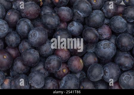 Blaubeeren Hintergrund Textur: Frische Reife Beeren Nahaufnahme Stockfoto