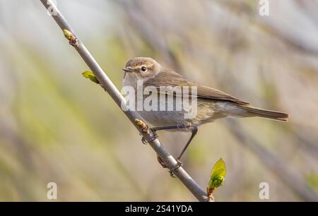 Chiffchaff (Phylloscopus collybita) ist ein häufiger singvogel in Asien und Europa. Er ernährt sich von Läusen von Mücken und Baumblättern. Stockfoto