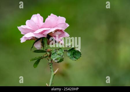 Rosafarbene Rosenblüte mit Regentropfen Stockfoto