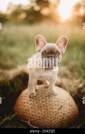 Welpe sitzt auf einem Korb Bulldogge Stockfoto