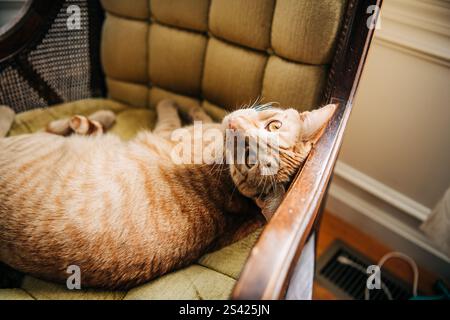 Orangefarbene Tabby-Katze, die auf einem grünen gepolsterten Stuhl liegt und nach oben blickt Stockfoto