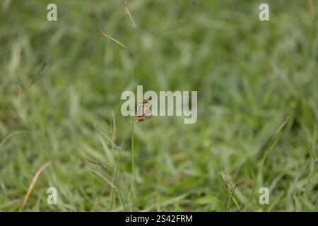 Eine Libelle im gewöhnlichen Bilderflügel, die auf Tausendfüßelgras ruht Stockfoto