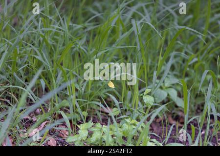 Gemeiner Gras Gelber Schmetterling auf langem Gras Australien Stockfoto