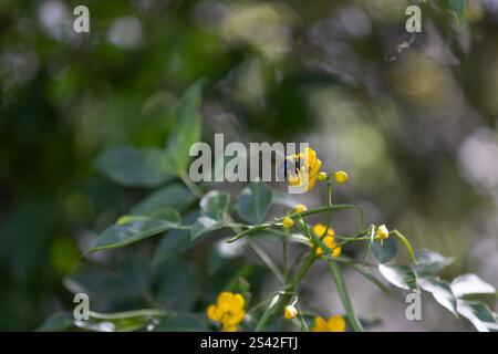 Hummel landet auf einer gelben Blumenkohle - Biene Stockfoto
